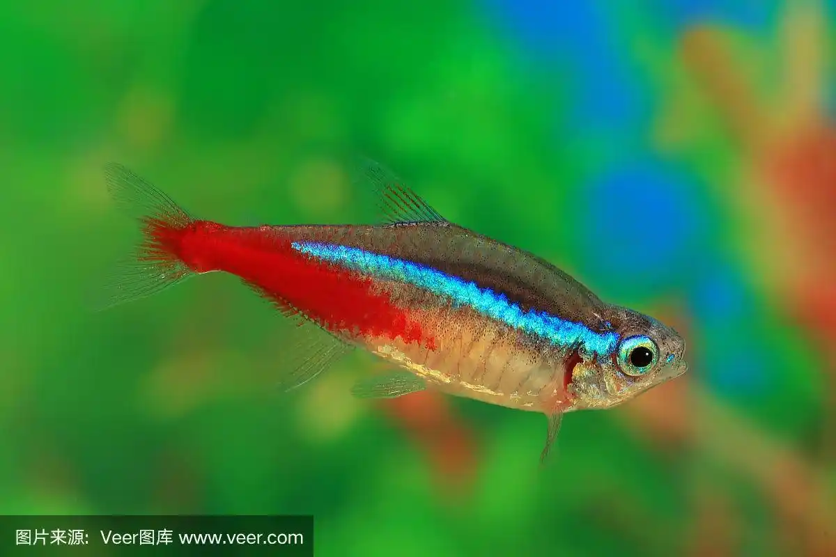 霓虹灯鱼水族馆