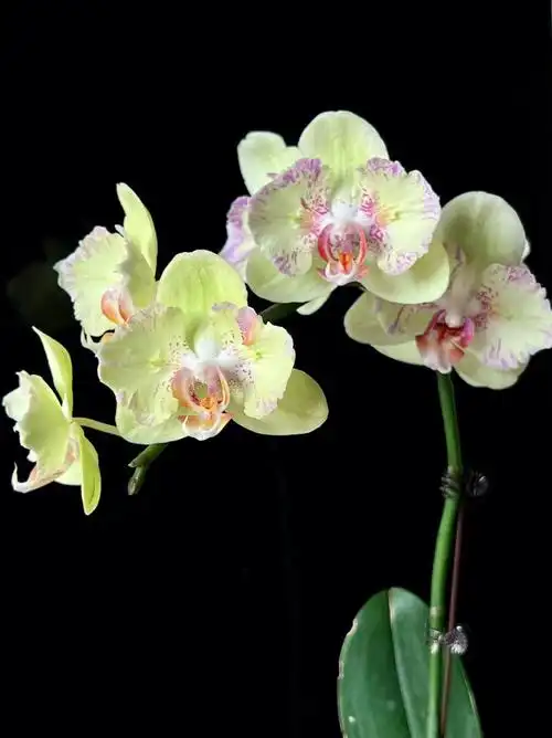 蝴蝶兰清新又美艳的奇异果蕾丝两眼