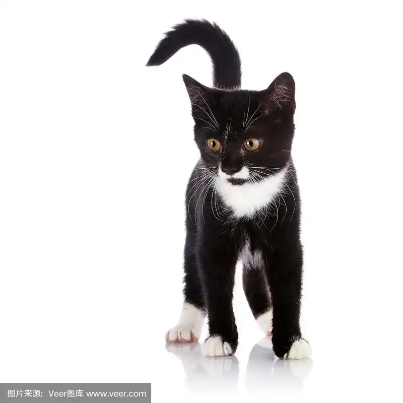 这只黑白相间的小猫在白色的背景上.
