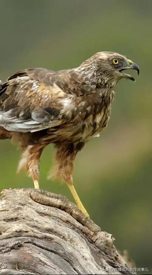 有关雏鹰的名言关于雄鹰的励志名言或对联