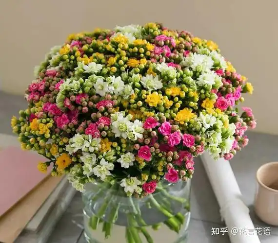 长寿花养护方法长寿花鲜切花长寿花盆栽