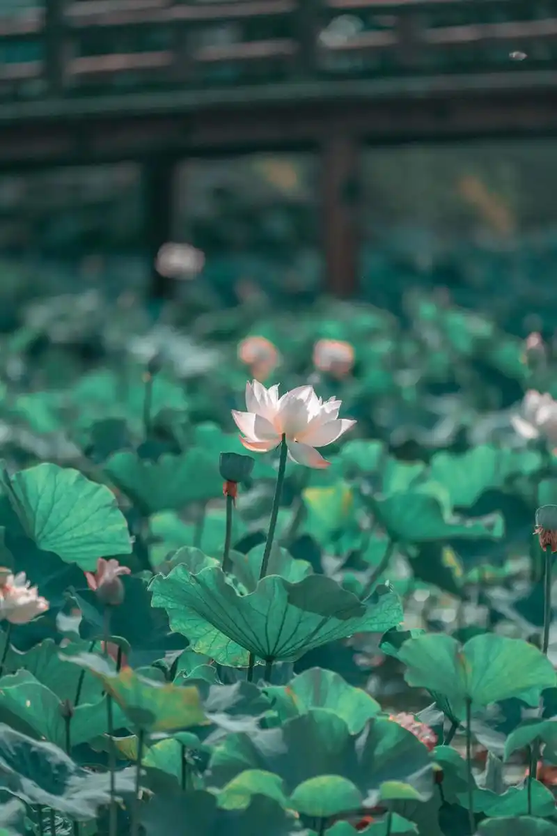 夏日荷塘,清风徐来.