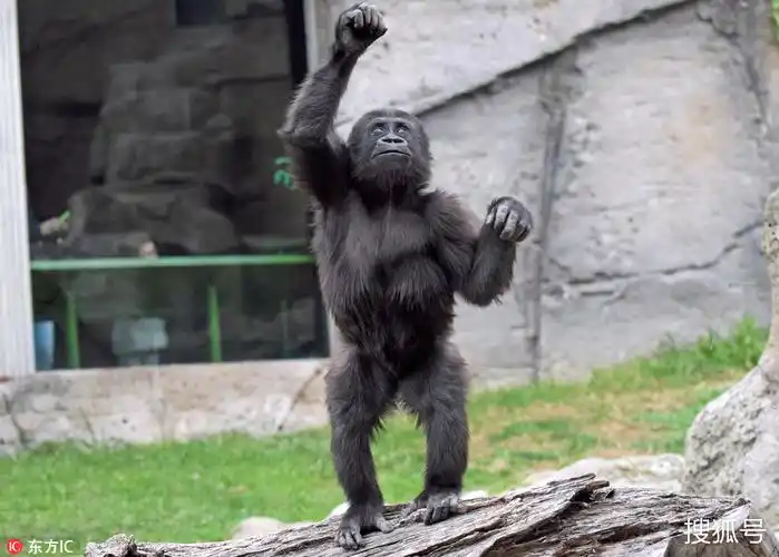 马德里动物园猩猩宝宝秀舞技 自嗨过度累得直吐舌-搜狐大视野-搜狐