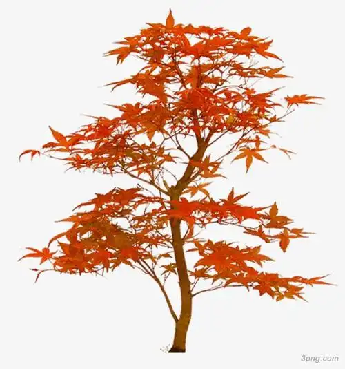 标签:枫树枫树创意手绘枫叶简约卡通美丽动画动漫枫树枫叶红色枫树本