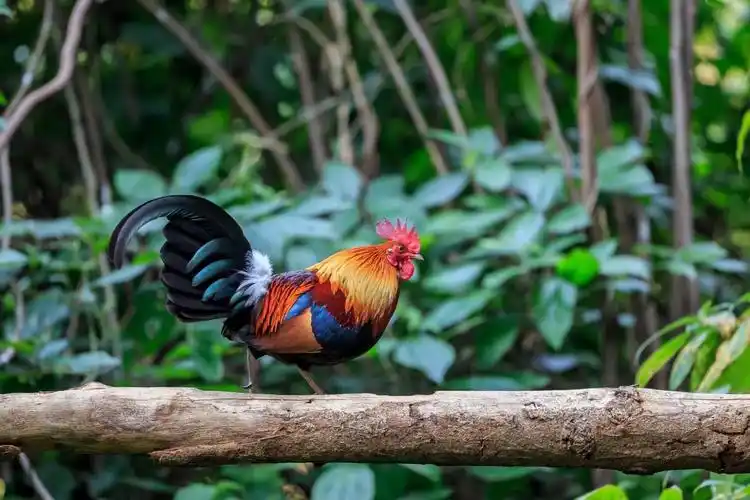 云南盈江稀有的家鸡野生祖先一一红原鸡