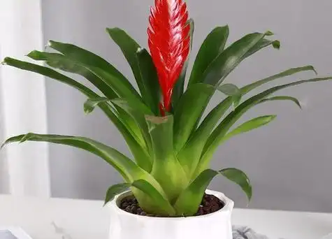 属羊人养什么植物旺财