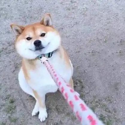 情侣头像狗狗可爱蠢萌柴犬 情侣头像图片大全 -【爱个性】