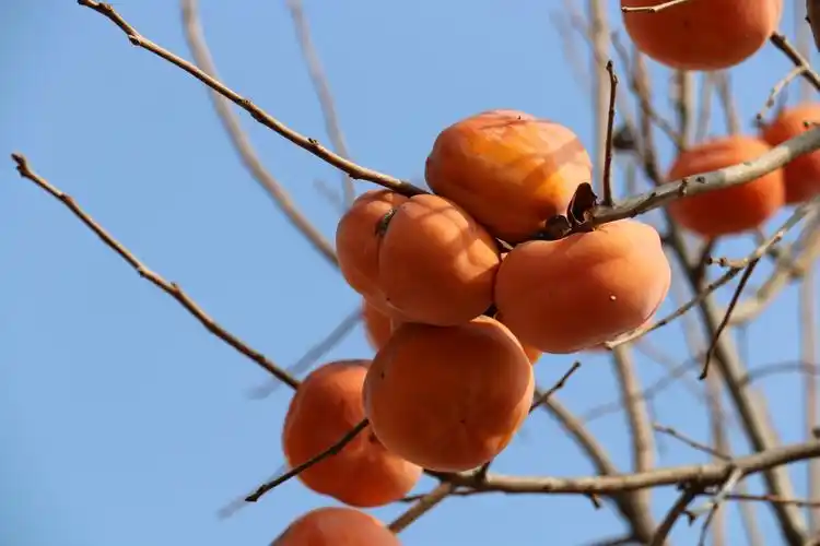 柿树丰收季,采摘正当时——石横中学第二届柿子节