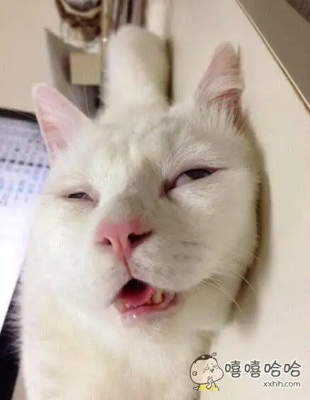 还能好好做猫吗?