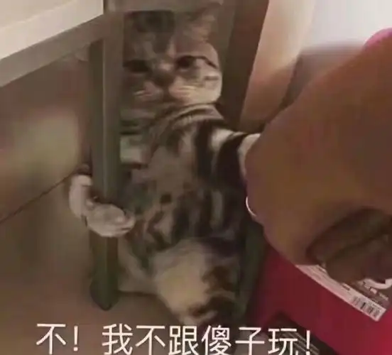 猫咪表情包不!我不跟傻子玩