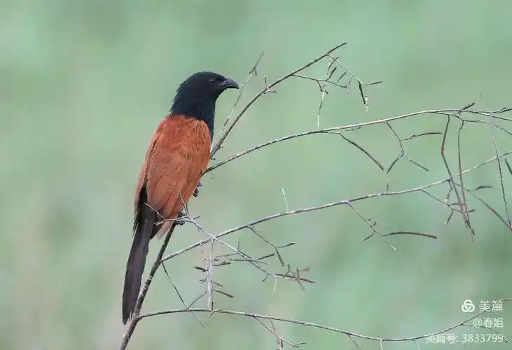 温州的野鸟——小鸦鹃[自然摄影记录](十二)原创