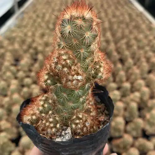 仙人掌仙人球多肉植物金手指