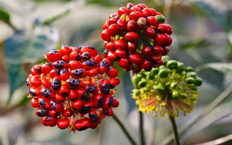 云南红河金平药中瑰宝黑人参