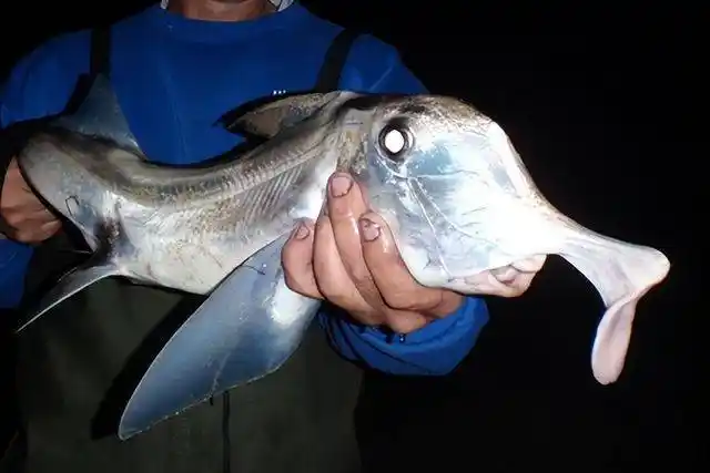 长相奇特的"鬼鲨",有着大象一样的鼻子.