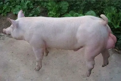 本场大量出售黑白仔猪,欢迎来场参观购买电话15343238965