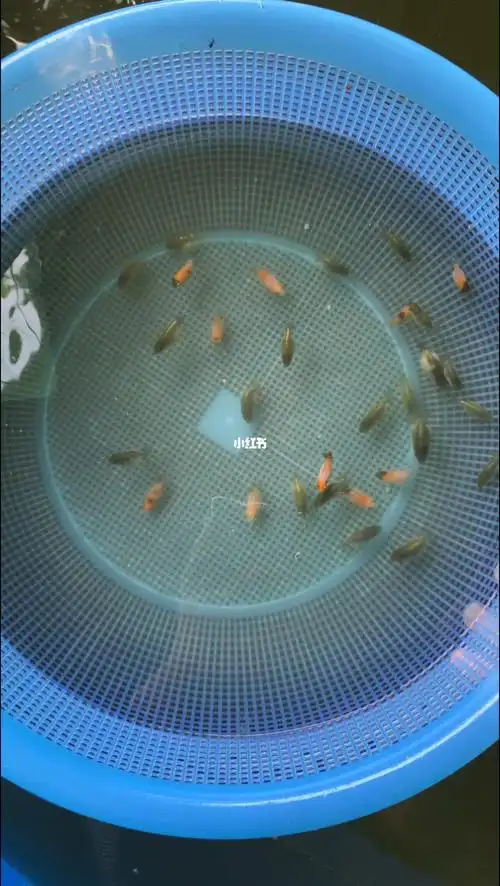 兰寿金鱼亚成兰寿精选苗