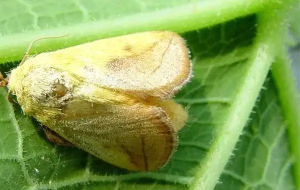 苹果黄刺蛾成虫形态特征