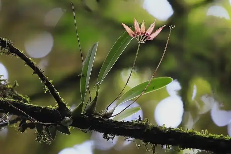 潮湿热带常绿阔叶林中,兰科植物大丰收
