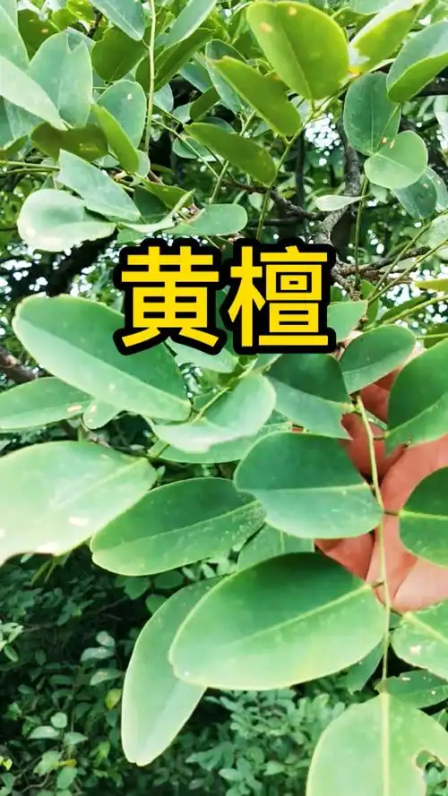 植物科普黄檀别名檀木檀树属乔木植物黄檀材质硬重致密以前受强力冲撞