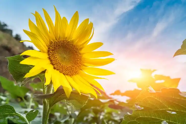 早晨美好心情的句子阳光明媚温暖人心关于清晨的阳光短句