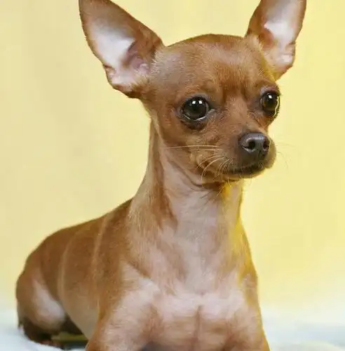 想养狗的推荐以下小型犬