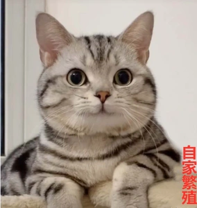 无毛猫活幼体