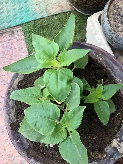 初一3班 许昊铭 向日葵