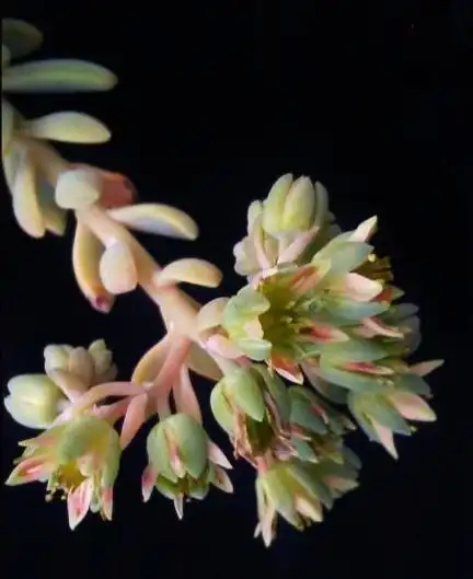 每当看到冬美人开花,就能立刻明白它的名字的含义,那种淡雅的花色,在