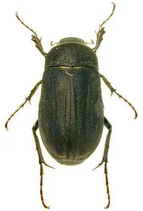 p>鳃金龟科(melolonthidae;cockchafers)是 a href="#" data-lemmaid