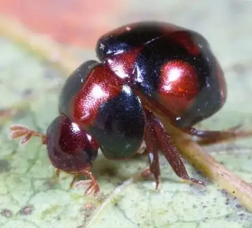 球金龟  张巍巍摄