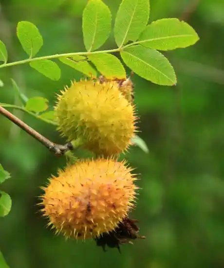 四川山上常见的一种野生水果 没想到竟有这么多的作用!