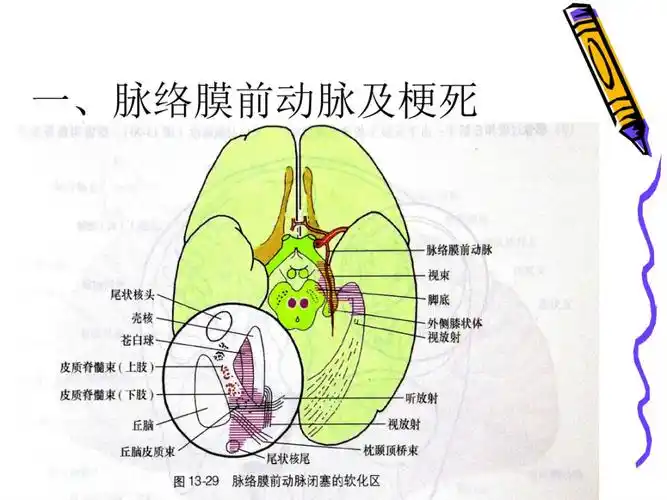 脑动脉各支供血区分布pdf39页