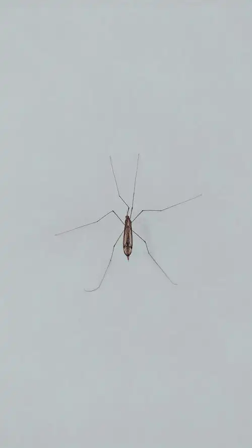 长脚蚊