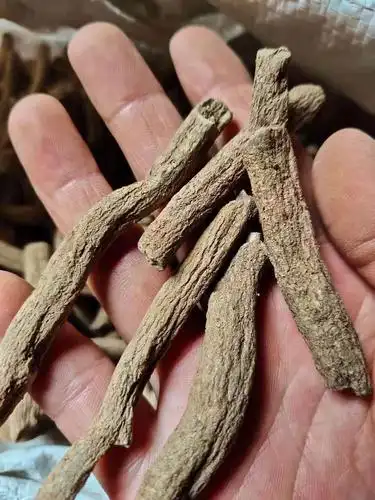 紫金龙批发价格