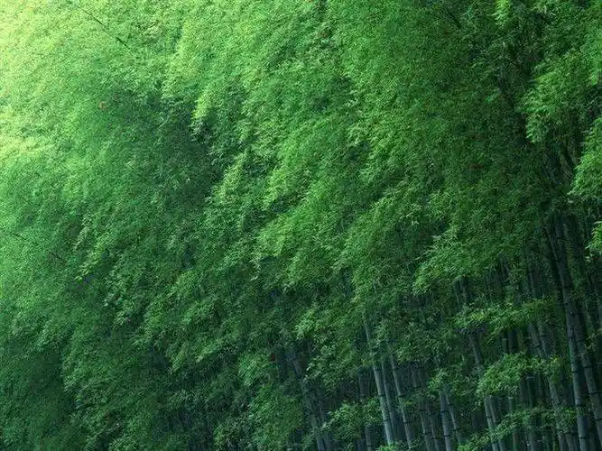 翠绿竹海,让我陶醉_竹林_翠竹_竹子