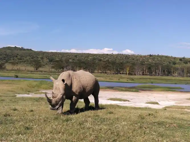 白犀牛从远处走来
