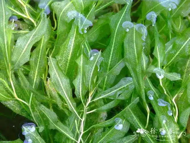 光叶眼子菜potamogetonillinoensis