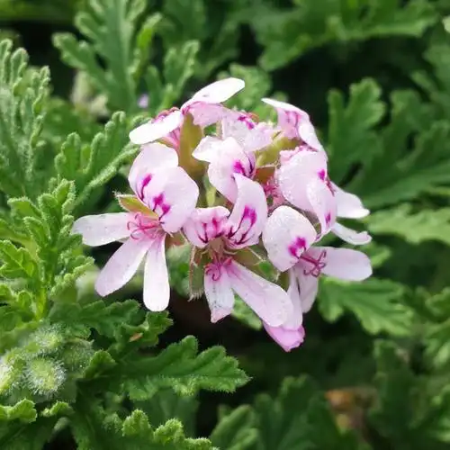 叶油的功效与作用香叶天竺葵的作用都有哪几些