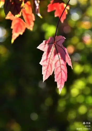 红橙黄绿枫叶美(永福红枫叶子开始陆续转红)