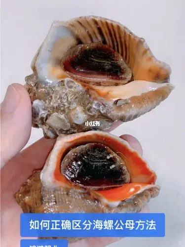 如何正确区分海螺公母方法?_美食_海鲜_海螺_美食_美食其他