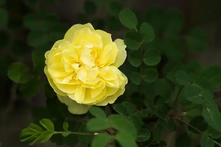 摄影论坛 sony数码相机论坛 索尼a7riii论坛 黄蔷薇器