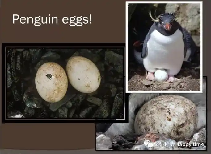 ducks, birds,animals are completely formed in the eggshell