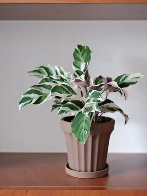 绿植小白的购物分享白油画竹芋