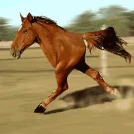 萌宠表情 萌娃表情 斗图表情 锦鲤 土味语录 套路图 来自:soogif 应用