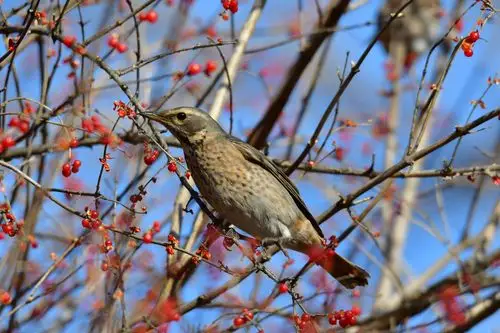 金银花树的果实不仅好看,而且是多种鸟类的美食,红尾鸫就是其中
