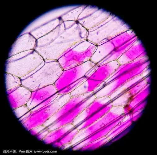 显微镜下的植物细胞.400x