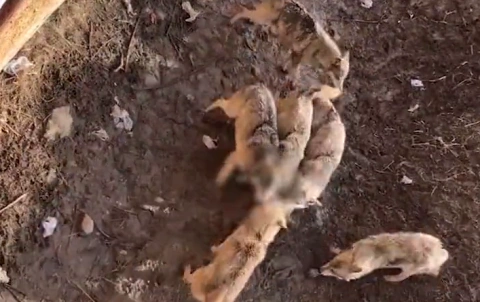 触目惊心泰迪掉落野狼谷被群狼围攻致死目击者狗主人失手摔落