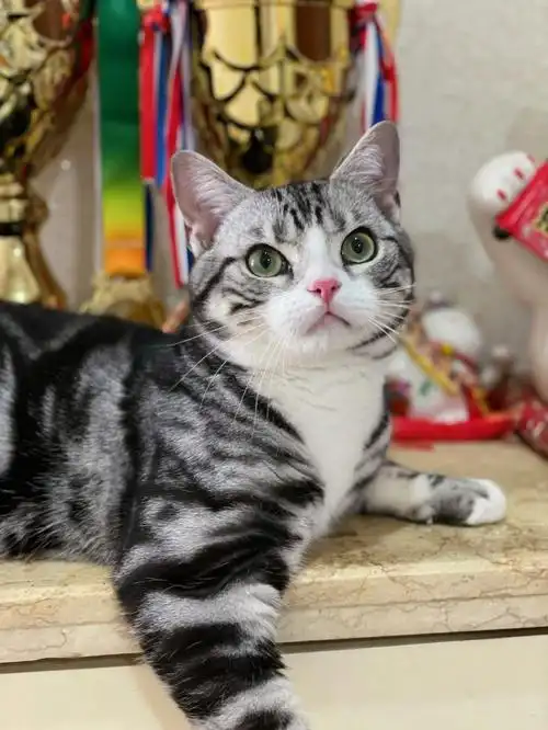 白手套 #美短加白 #起司猫 #重庆猫舍  #美短猫舍