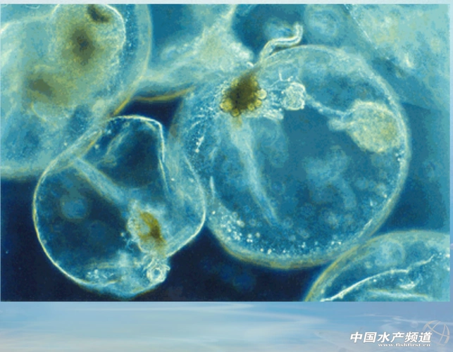 聚合帖14 | 夜光藻的那些事