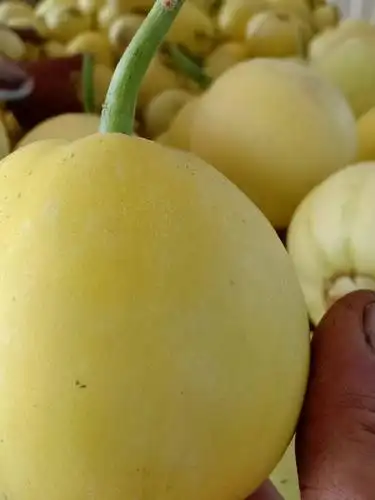 供应大厅  水果 甜瓜 商品属性 品种名:星甜20甜瓜 品种名:星甜20甜瓜